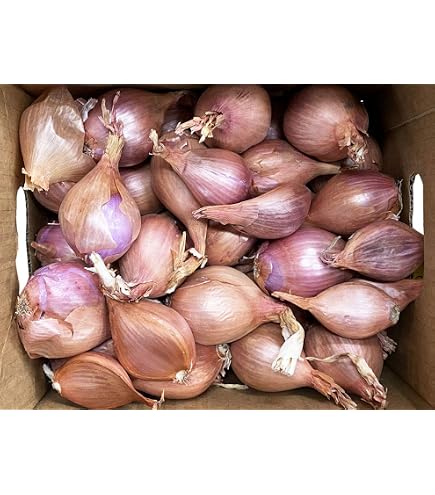 Amazon.co.jp: フランスの野菜通年 エシャロットフランス産約1Kg