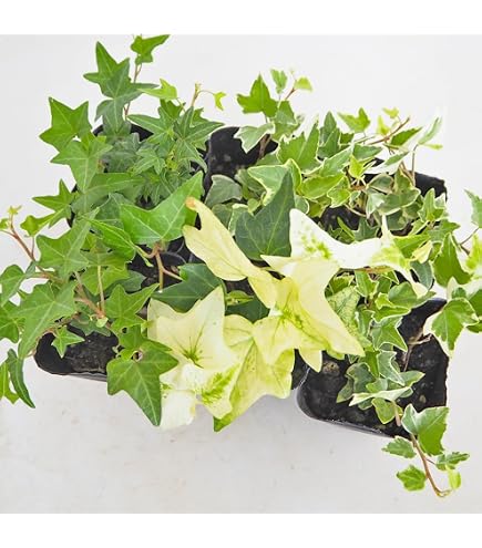 Amazon.co.jp: ヘデラ カナリエンシス / 10.5cmポット 【3本セット