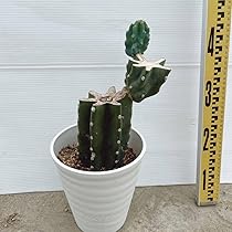 【良型】 柱サボテン ブランチ 6号 多肉植物 Amazon.co.jp: 多肉植物 柱サボテンブランチ 6号 鬼面角 02