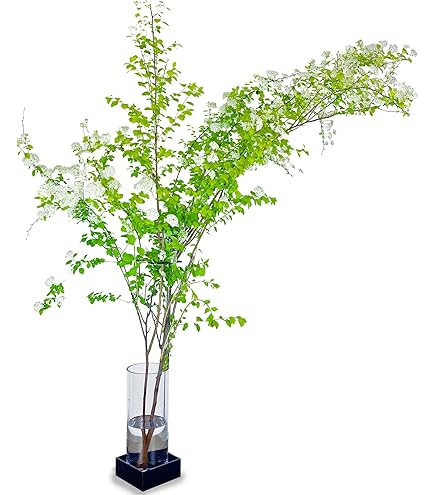 Amazon.co.jp: 【正規輸入品】ウェッジウッド ジャスパー