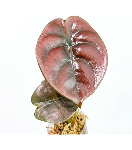 Amazon｜クワズイモ 斑入り アロカシア 観葉植物 抜き苗｜観葉植物