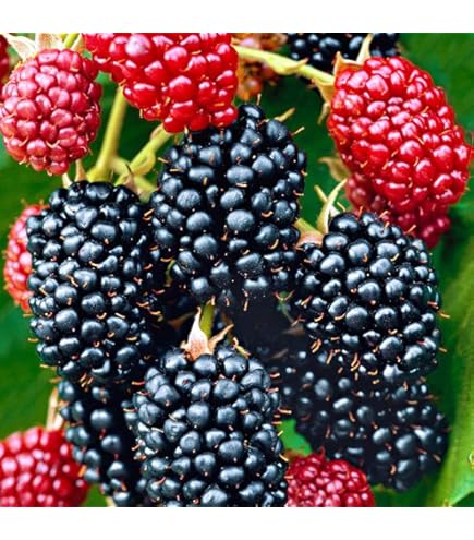 Amazon | トゲナシブラックベリー（ソーンフリー） 《果樹苗》 | 果物