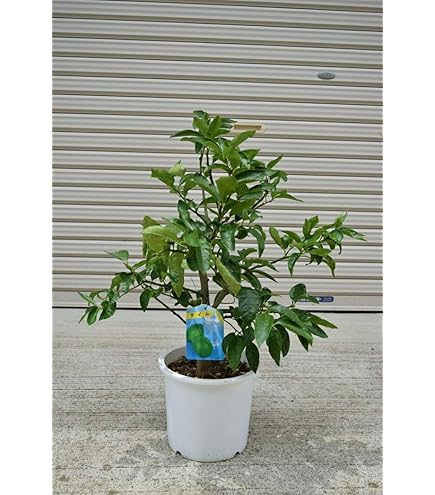 Amazon.co.jp: ライム 苗木 【タヒチライム】 3年生接木大苗 【産地で