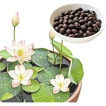 Amazon.co.jp: ハスの種 菜蓮 蓮の種 10粒＋2粒おまけ付き 観賞用ハス