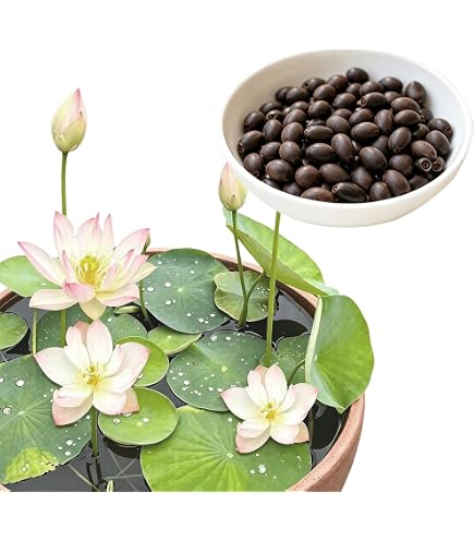 Amazon.co.jp: 茶碗蓮の種 10粒＋予備2粒 ミニハス ハスの種 ミックス