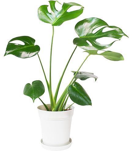 Amazon｜アガベチタノタ 魔丸 中国産 本物 観葉植物｜観葉植物