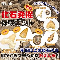 古生物/化石セット 古生物/化石セット - メルカリ