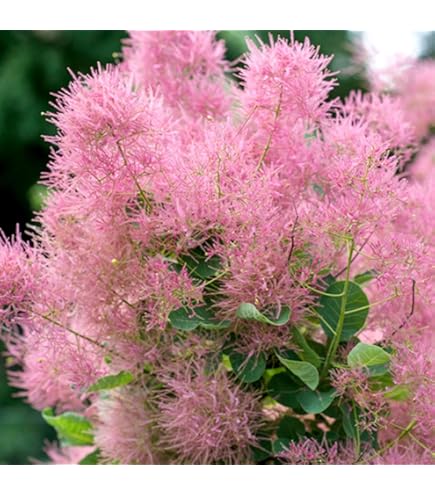 ☆ちる☆　スモークツリーふわふわ完売！ Amazon.co.jp: スモークツリー 苗 苗木 【 ピンクボール 】 13.5cm