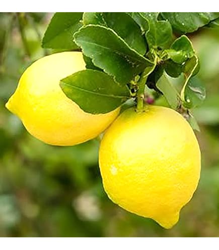 Amazon.co.jp: 【トゲなし選抜大実 アレンユーレカ】レモン 2年生接木