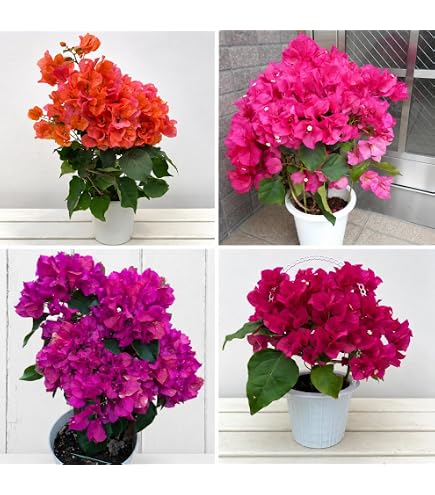Amazon｜切り花品種 美しいグリーンローズ ヴェルベール花蕾付き｜観葉