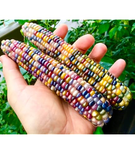 Amazon.co.jp: グラスジェムコーン 種 30粒 種子 タネ たね 2023年採種