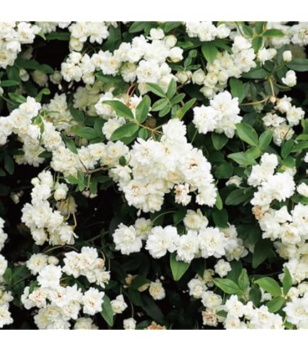 Amazon.co.jp: バラ苗 海外種 シュートあり 四季咲き 挿し木苗 : DIY