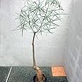 Amazon ボトルツリー ブラキキトン ルペストリス Lサイズ 観葉植物 8号プラスチック鉢 品種で選べる観葉植物 リビングやオフィス向きサイズ 1個 学名 Brachychiton Rupestris 英名 Queensland Bottle Tree 別名 ブラキキトン ツボノキ タイプ アオギリ科