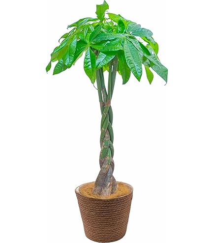 Amazon｜フラワーキッチン 観葉植物 パキラ の鉢植え (パキラ7号