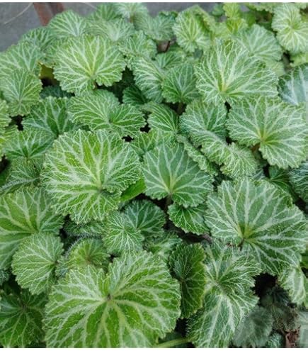 Amazon.co.jp: 着生植物のアレンジにも最高！八房姫ユキノシタ見計らい