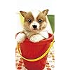 犬 Hd 7 1280 壁紙 ふわふわポメラニアン その他 スマホ用画像 犬 Hd 7 1280 壁紙 ふわふわポメラニアン その他 スマホ用画像