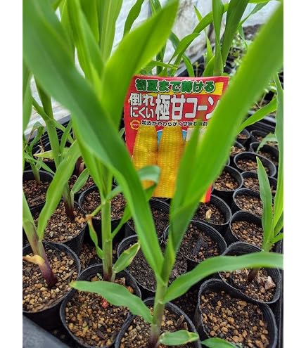 Amazon.co.jp: 大和当帰の苗 10株 : DIY・工具・ガーデン