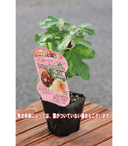 GREEN GREEK グリーングリーク　いちじく苗 グリーングリーク (GreenGreek) イチジクの苗 - メルカリ