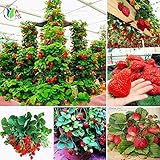 600 PCS Red giant Climbing Strawberry Seeds Fruit Seeds For Home & Garden DIY rare seeds for bonsai