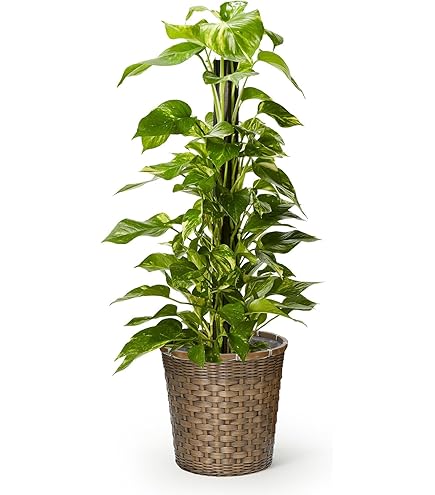 Amazon｜アガベチタノタ 魔丸 中国産 本物 観葉植物｜観葉植物