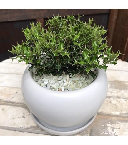 Amazon.co.jp: 遊恵盆栽 庭木・植木・鉢植え：オニヒイラギ（鬼柊