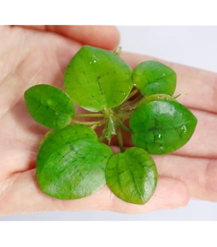 Amazon.co.jp: （ビオトープ）水辺植物 アマゾンフロッグビット（無