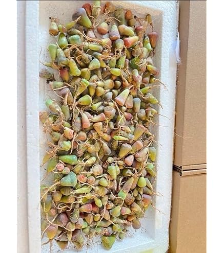 Amazon.co.jp: 多肉植物 ドロサンテマム 金橘 小苗 抜き苗 1株