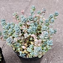 セダム抜き苗 カメレオン錦 セダム 抜き苗 | 多肉植物カット苗の通販