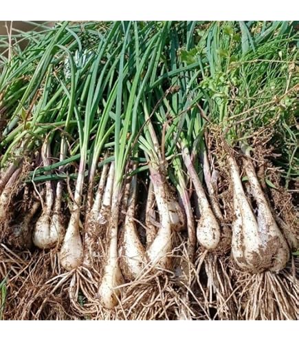 Amazon.co.jp: 鳥取県産 浜田さんの鳥取砂丘らっきょう 10kg（砂付き