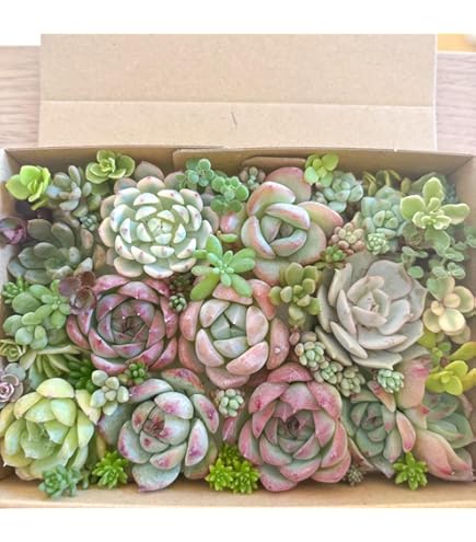 多肉植物とセダムのカット苗　詰め合わせ 124 多肉植物 カット苗 詰め合わせ セダム 寄せ植え 多肉弁当