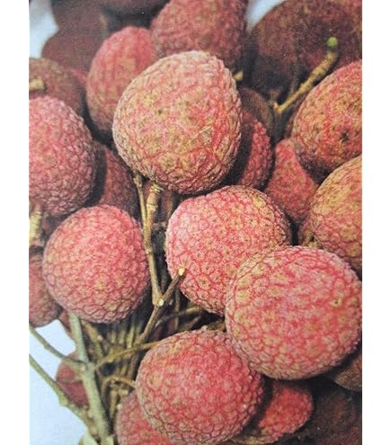 Amazon.co.jp: ライチ 取木苗 、新芽有り、ピンクウエイメイ種