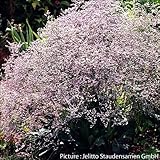 【メール便配送】国華園　花たね　多年草　宿根スターチス(リモニューム)　ラティフォリウム　1袋(50粒)【※発送が国華園からの場合のみ正規品です】