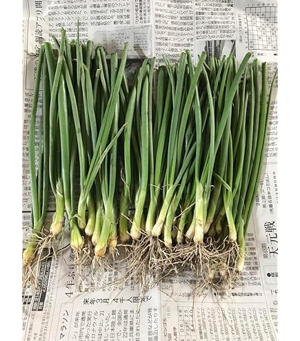 Amazon.co.jp: ITANSE 玉ねぎ抜き苗 品種：もみじ3号(晩生) 2束