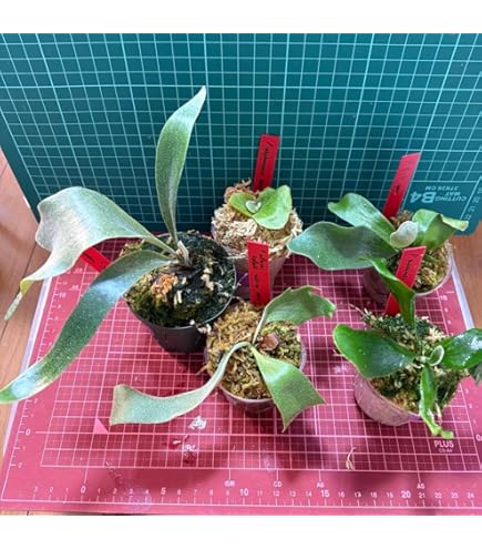 Amazon.co.jp: ビカクシダ5種セット 胞子培養苗 : DIY・工具・ガーデン
