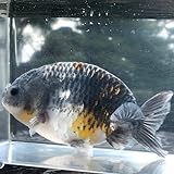 Amazon 金魚 トリカラーオランダ 5ｃｍ 1匹 生体 川村淡水魚販売 観賞魚 水中生物 通販