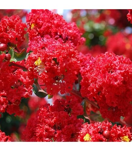 Amazon.co.jp: 種 サルスベリ ブラックパール ライトピンク 樹高1.9m位