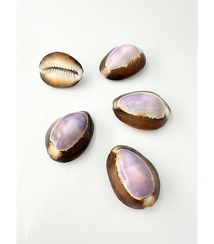 ホシタカラガイ　貝殻 Amazon.co.jp: 【貝殻の問屋さん】シプレアタイガー中