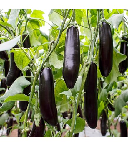 Amazon.co.jp: ITANSE ナス苗 夏植えすずなりトロトロなすの苗