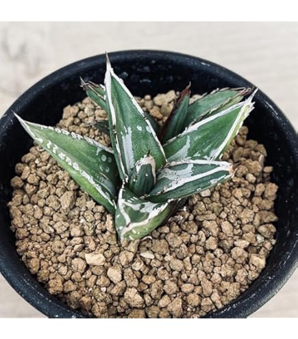 【コンパクト】アガベ　笹の雪　【氷山】子株つき！！ Amazon.co.jp: アガベ 笹の雪 氷山 子株付きサボテン 多肉植物 : おもちゃ