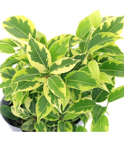 Amazon｜フィカス ベンジャミン スターライト 3号ポット 観葉植物