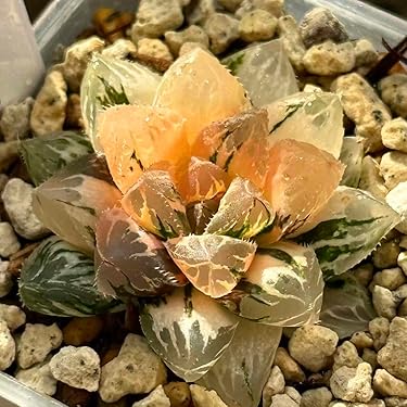 リ*ー様 多肉植物　ハオルチア　霓虹燈オブツーサ錦　鮮明錦　極上斑　超美品 リ*ー様 多肉植物 ハオルチア 霓虹燈オブツーサ錦 鮮明錦 極上斑