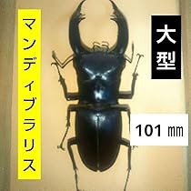Amazon.co.jp: クワガタ 標本 剥製 死骸 甲虫 昆虫 虫
