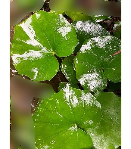 Amazon.co.jp: ツワブキ3.5号ポット6株セット[石蕗 グランドカバー