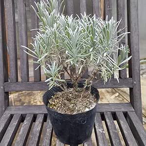 Amazon Co Jp 特級品苗 ラベンダー苗 グロッソ ピンチ済み 2年生大苗 4 5 5号ポット ラバンディン系 1株 Diy 工具 ガーデン