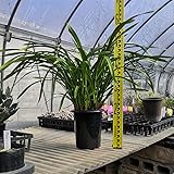 キンリョウヘン（金稜辺）原種 赤花 花芽付き7本立ち 5.5号鉢