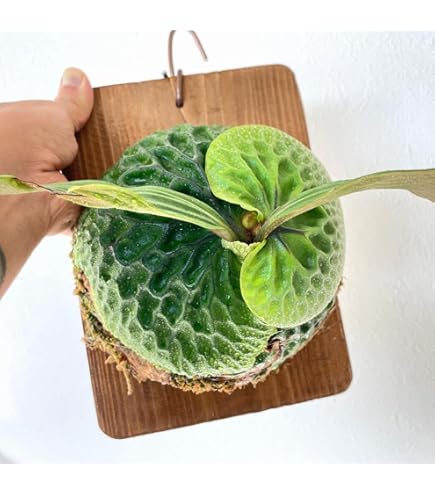 Amazon｜ビカクシダ ウィリンキー ジェニー willinckii Jenny TC 1株