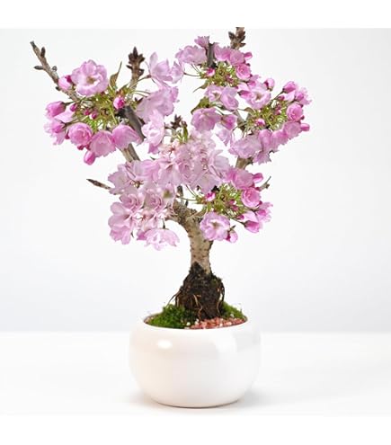 Amazon | 小品盆栽：木瓜の花 (瀬戸焼三彩鉢)*放春花ボケbonsai (黒潮