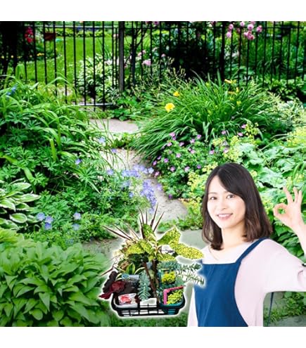 バーベナ　バンプトン　実生苗　抜き苗　宿根草　毎年咲く花 Amazon.co.jp: バーベナ バンプトン 実生苗 抜き苗 宿根草 毎年咲く花
