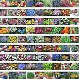 mixed 200 seeds/pack Spring and autumn of the four seasons flower seeds the letoff bundle bag flower