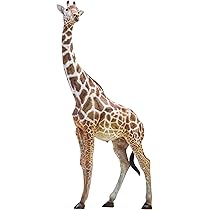 Amazon | PNSO 動物園 成長シリーズ キリン Giraffa camelopardalis